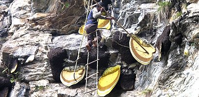 Honey Hunting Nepal