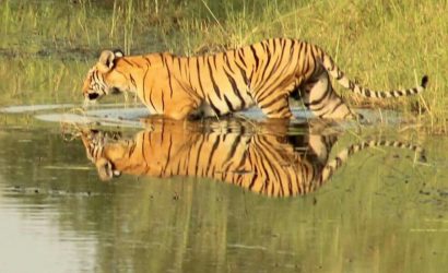 The Hidden Tiger - Plight of the Captive Tiger