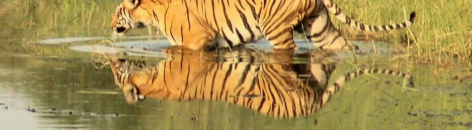 The Hidden Tiger – Plight of the Captive Tiger
